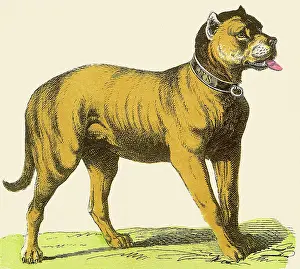 Monogrammed: Dog in Collar