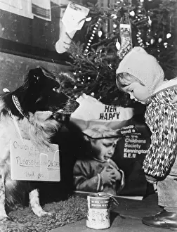 The Childrens Society: Dog collecting for charity