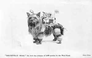 Beau: Dog Collects for Wool