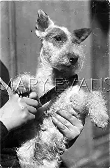 Combed: DOG BEING COMBED