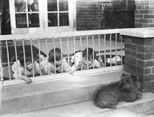 Chilled: DOG IN A CRECHE