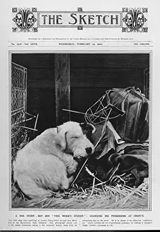 Moments: DOG AT CRUFTS