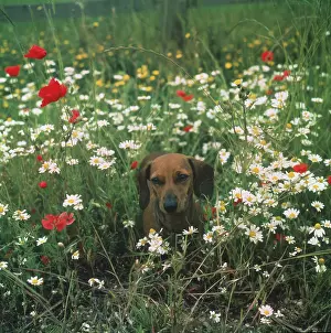Buttercups: Dog in Daisy Field