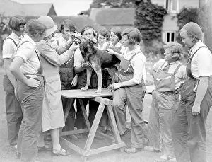Annexe: DOG DENTIST 1930S