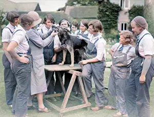 Annexe: DOG DENTIST 1930S