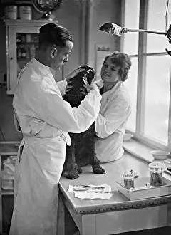 Dental: Dog at the dentist