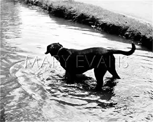 Splashes: A DOG TAKE A DIP