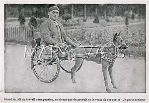Harnessed: DOG AND DISABLED MAN