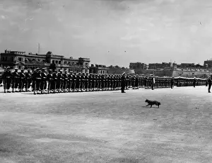 Steals: Dog distraction at parade during royal visit, Malta