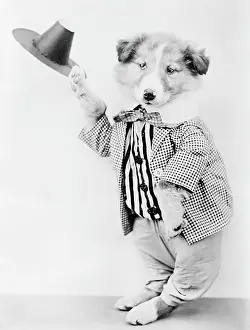 Barnaby: DOG DOFFING HIS CAP