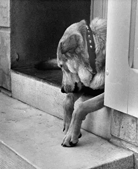 Doorstep: Dog in a doorway