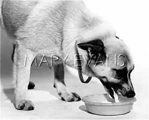 Buhund: A DOG HAS A DRINK