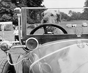 Shaggy: A dog driving a vintage car
