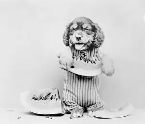 Barnaby: A dog eating a melon