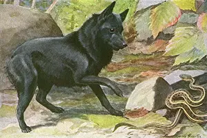 Encounters: A dog encounters a snake