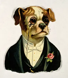 Clothed: Dog in evening dress and monocle