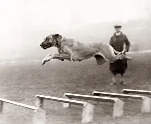 Hurdles: Dog in full flight over hurdles, 1933