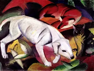 Katze: Dog, fox and cat