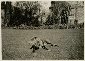 Balls: Dog in a garden with a ball
