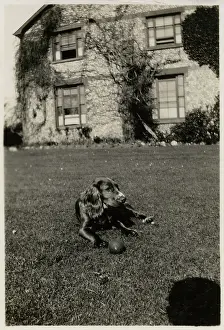 Balls: Dog in a garden with a ball