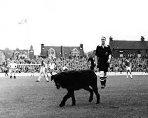 Pitch: DOG GETS SENT OFF!