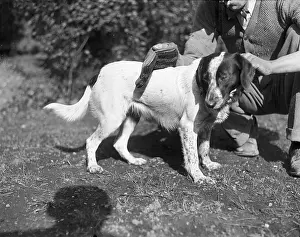 Combed: DOG BEING GROOMED