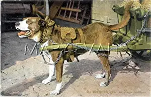 Harnesses: DOG HARNESSES TO CART