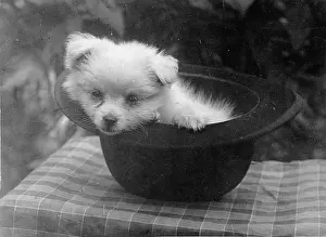 Doggie: Dog in a hat