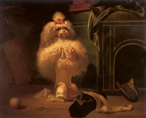 Canines: Dog of the Havannah Breed
