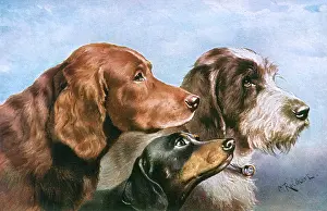 Otterhound: THREE DOG HEADS