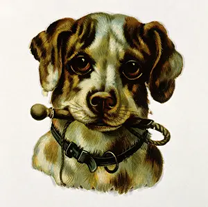 Walkies: Dog holding lead in its mouth