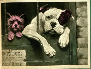 Stray: In the Dog House