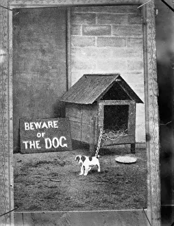 Boswell: Dog and kennel Boswell