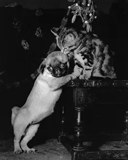 Peke: Dog and kitten under the mistletoe
