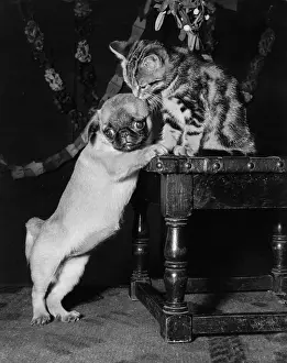 Peke: Dog and kitten under the mistletoe