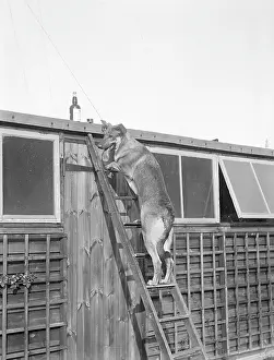 Goodwins: DOG UP A LADDER