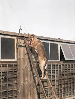 Goodwins: DOG UP A LADDER