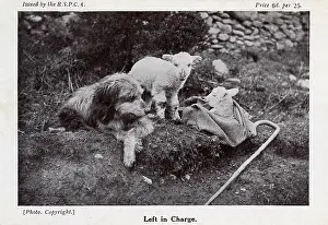 Rspca: A dog is left in charge of two young lambs