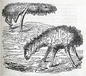 Rufous: DOG-LIKE PLANT