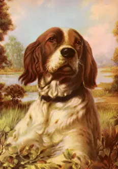 Summons: Dog Listening For Call