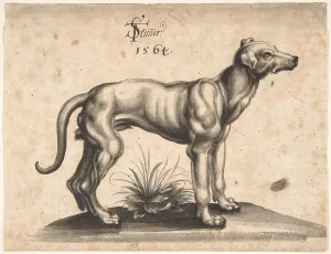 Stimmer: A Dog Looking to the Right, 1564, Pen and grey