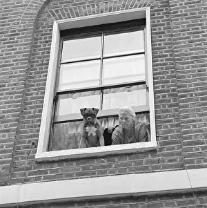 Hairnet: Dog Looking Out Of A Window