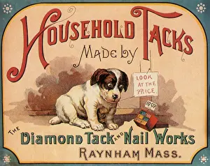 Canines: Dog looks at Box of Tacks