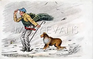 Strayed: DOG LOOKS FOR SHEEP