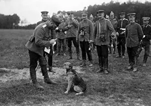 Manoeuvre: Dog at manoeuvre, around 1900