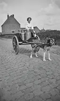 Milkcart: DOG AND MILKCART
