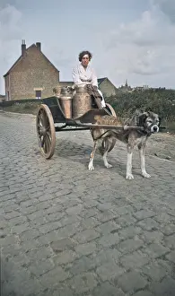 Milkcart: DOG AND MILKCART