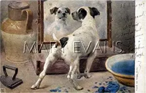 Investigates: DOG AND MIRROR
