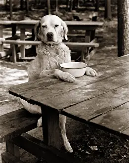 Picniking: Dog Mixed Breed Sitting Like Human