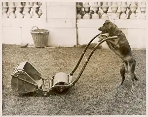 Lawnmower: DOG MOWING THE LAWN